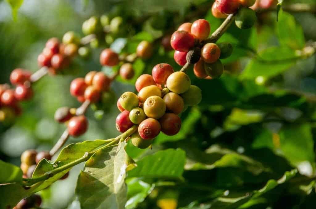 The history of coffee growing beans